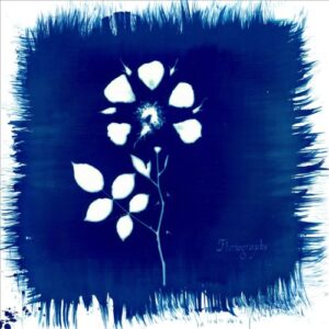 painted zeros floriography